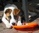 Sadie